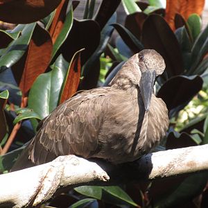 The Living Treehouse - Hamerkop (Scopus umbretta)