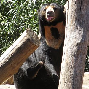 Sun Bear (Helarctos malayanus)