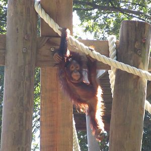 Bornean Orangutan (Pongo pygmaeus), juvenile