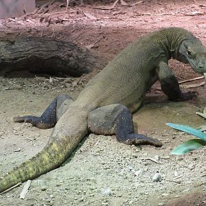 Komodo Dragon (Varanus komodoensis)