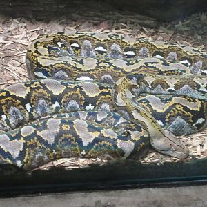 Scaly, Slimy, Spectacular - Reticulated Python (Python reticulatus)