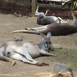 Red Kangaroos (Osphranter rufus)