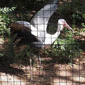 Wattled Crane (Bugeranus carunculatus)