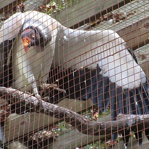 King Vulture (Sarcoramphus papa)