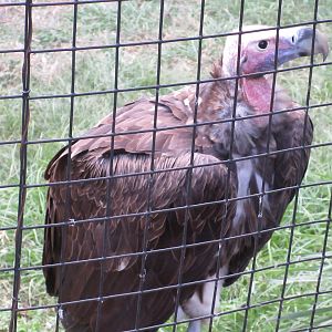Lappet-faced Vulture (Torgos tracheliotos)