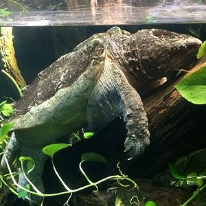 Scaly, Slimy, Spectacular - Alligator Snapping Turtle (Macrochelys temminckii)