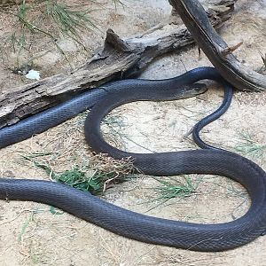 Scaly, Slimy, Spectacular - Black Mamba (Dendroaspis polylepis)