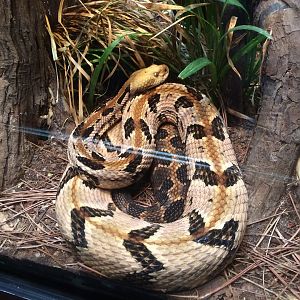 Scaly, Slimy, Spectacular - Timber Rattlesnake (Crotalus horridus)
