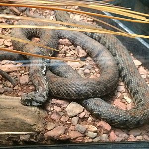 Scaly, Slimy, Spectacular - Vipera sp.