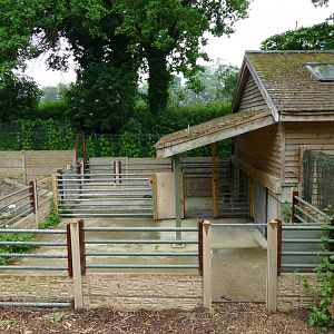 Visayan warty pig house, June 2018