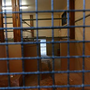 Visayan warty pig house, June 2018