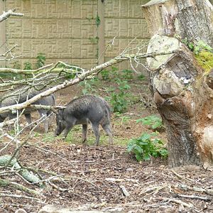 Visayan warty pigs, June 2018