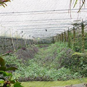 Fruit bat house, June 2018