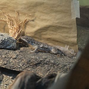 Long-Nosed Leopard Lizard