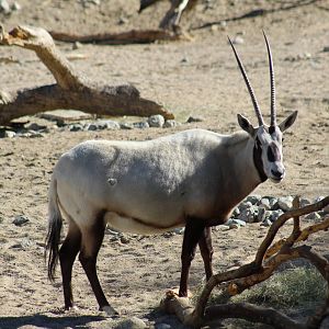 Arabian Oryx