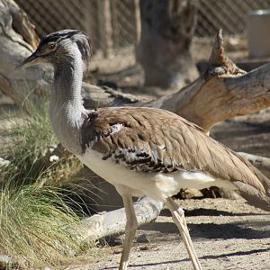 Kori Bustard