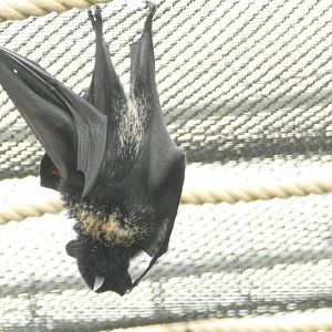 Livingstone's fruit bat, June 2018