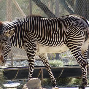 Grévy's Zebra