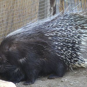 Cape Porcupine