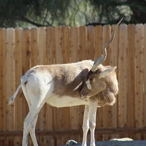 One-Horned Addax