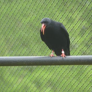 Red-billed chough