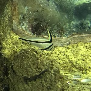 Equetus lanceolatus