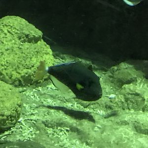 Pinktail triggerfish