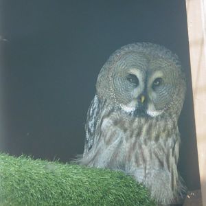 Grey Grey Owl