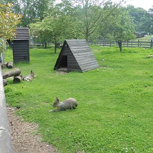 Mara,Capybara..and Prairie Dog enclosure
