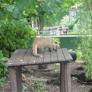 Ring-tailed Coati