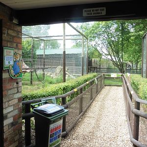 Grivet/African Green Monkey (l) and empty macaquer enclosures (r)