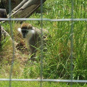 African Green Monkey,aka Grivet