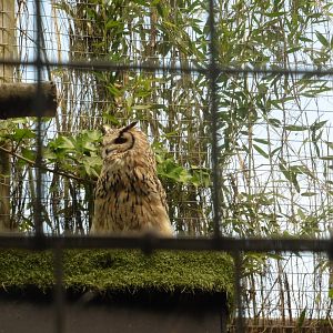 Bengal/Indian Eagle Owl