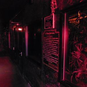 Nocturnal House (Egpytian Fruit bats,Spiny Mouse,Slow Loris)