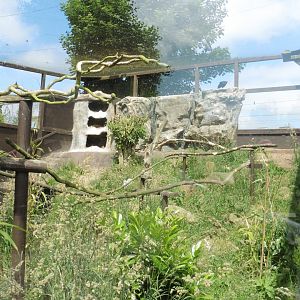 Waldrapp and Sacred Ibis aviary