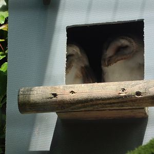 Cosy Barn Owl pair