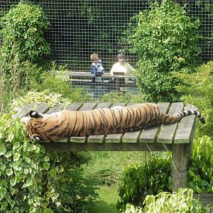 Lazy Tiger