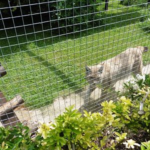 Eurasian Lynx