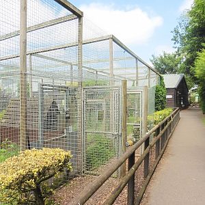 Rear view of Ocelot & Euasian Lynx enclosures