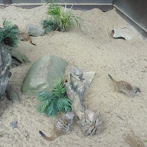 Ubiquitous Meerkats