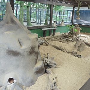 Interior Meerkat enclosure