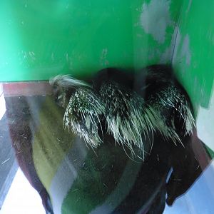 African Crested Porcupunes