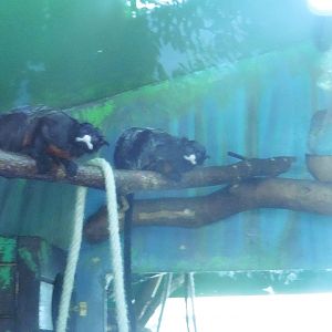 White-lipped Gremlins,sorry,Tamarins