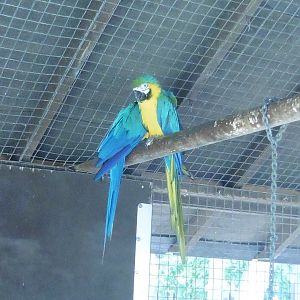 Blue & Gold Macaw