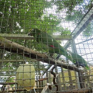 Orange-winged Amazon parrot
