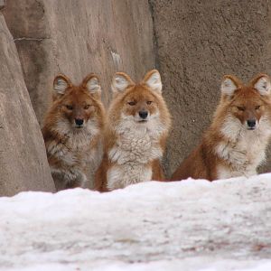 Asiatic Dholes