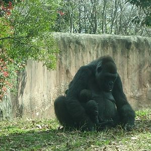 Western Lowland Gorilla mama & her TWINS