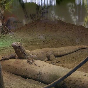 Komodo Dragon