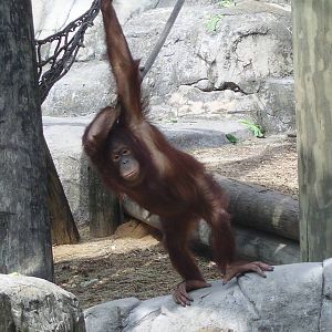 Orangutan
