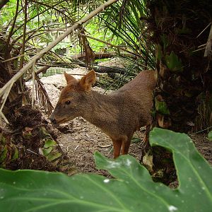 Pudu